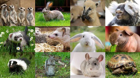 Mini Zoo